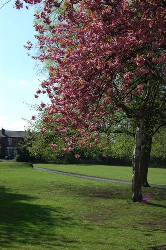 Cheadle Heath park in the spring.